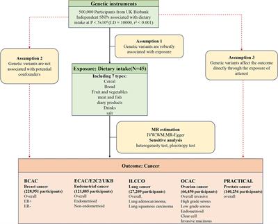 Causal association of dietary factors with five common cancers: univariate and multivariate Mendelian randomization studies